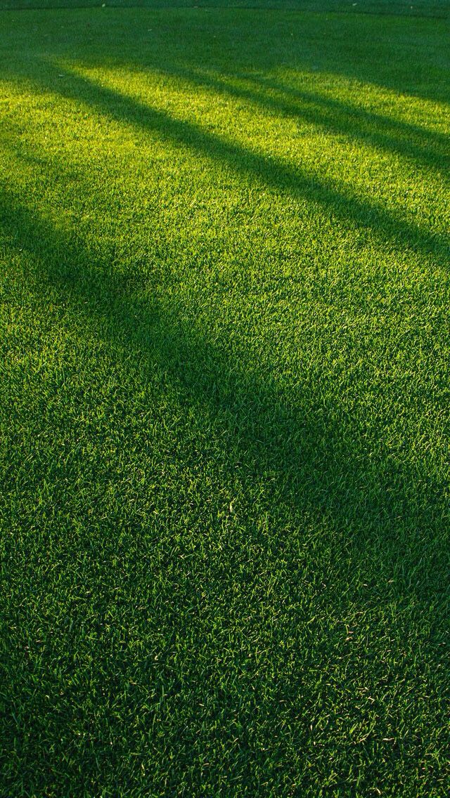 Idealnie gęsty, zielony trawnik premium Eurograss